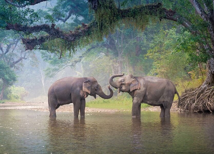 santuario elefantes chiang mai