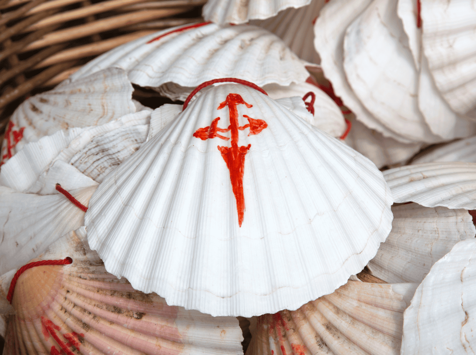 Diseno-sin-titulo-41