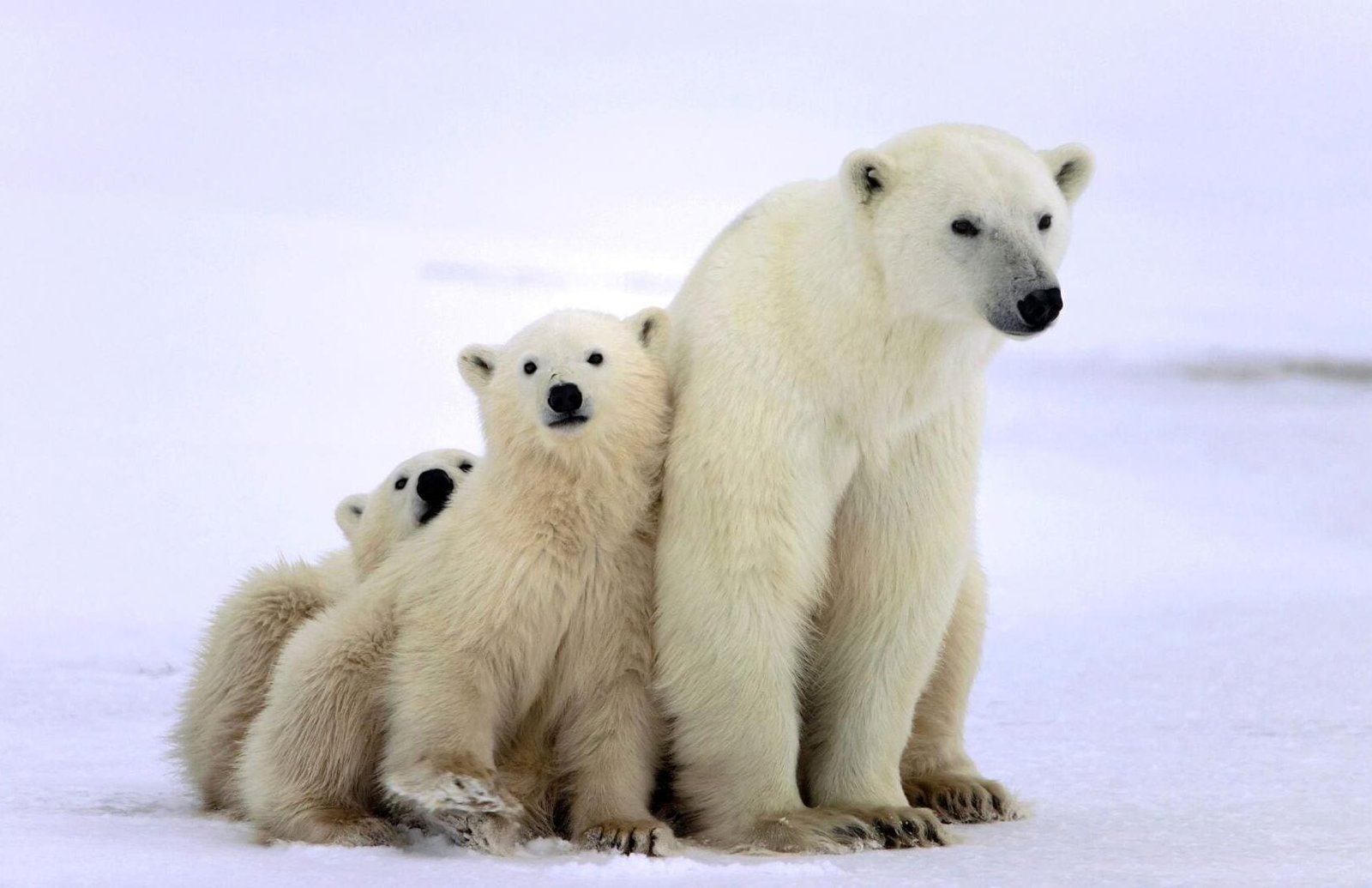 Day-Tour-of-Arctic-Wildlife-Zoo-Ranua